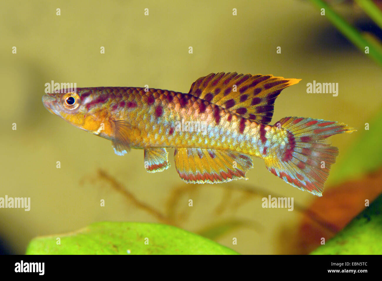 Steel-blue Aphyosemion, Gardneri Killifish (Aphyosemion gardneri, Fundulopanchax gardneri), swimming Stock Photo