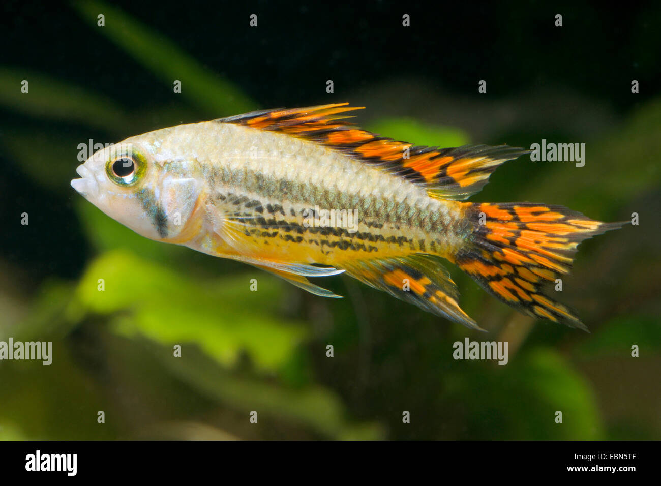 Cockatoo dwarf Cichlid (Apistogramma cacatuoides), breed Double red Stock Photo
