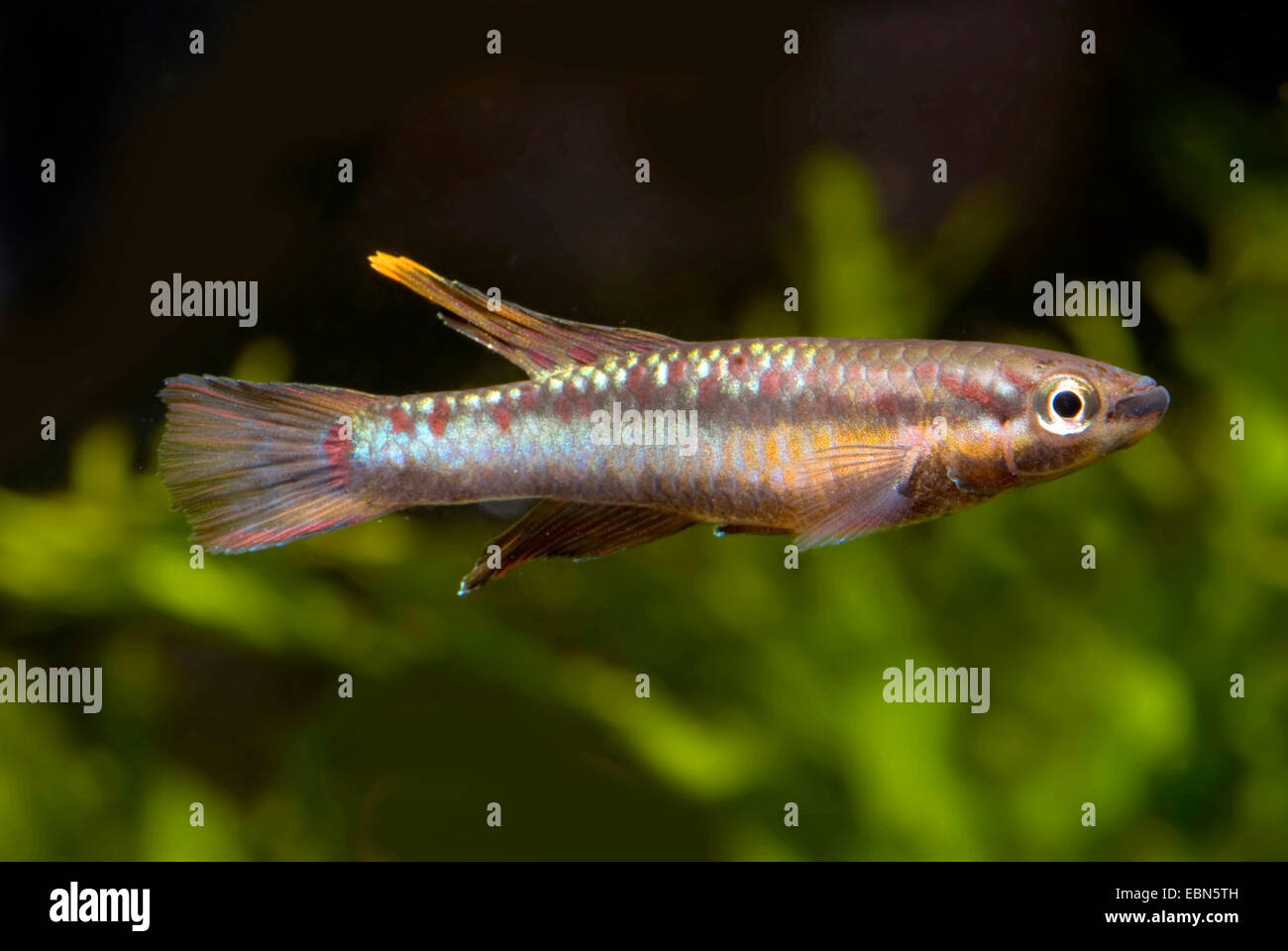 Two-banded or striped Killi (Aphyosemion bivittatum), swimming Stock Photo