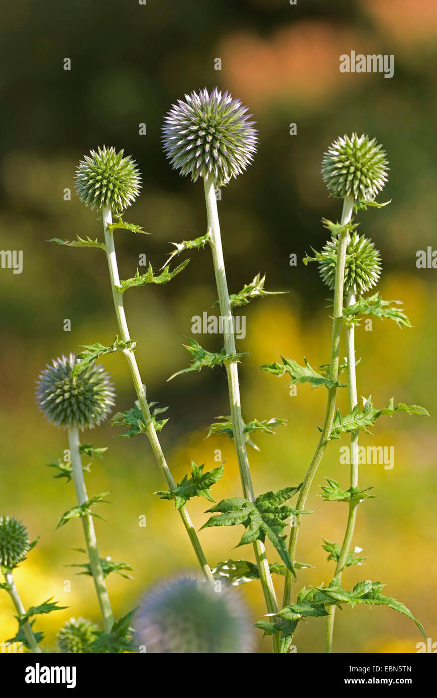 Bright blue globe thistle (Echinops ritro ssp. ruthenicus, Echinops ruthenicus), in bud Stock Photo