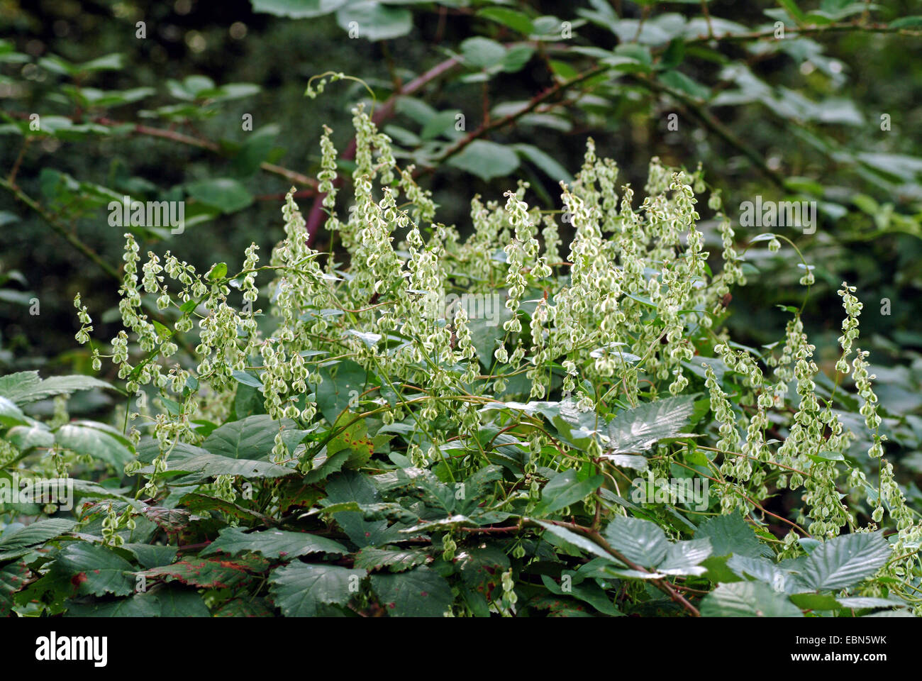 Copse-bindweed (Fallopia dumetorum), blooming, Germany Stock Photo