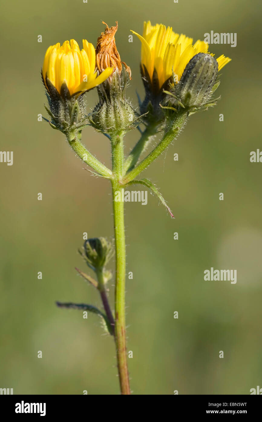 hawkweed oxtongue (Picris hieracioides), inflorescences, Germany Stock Photo