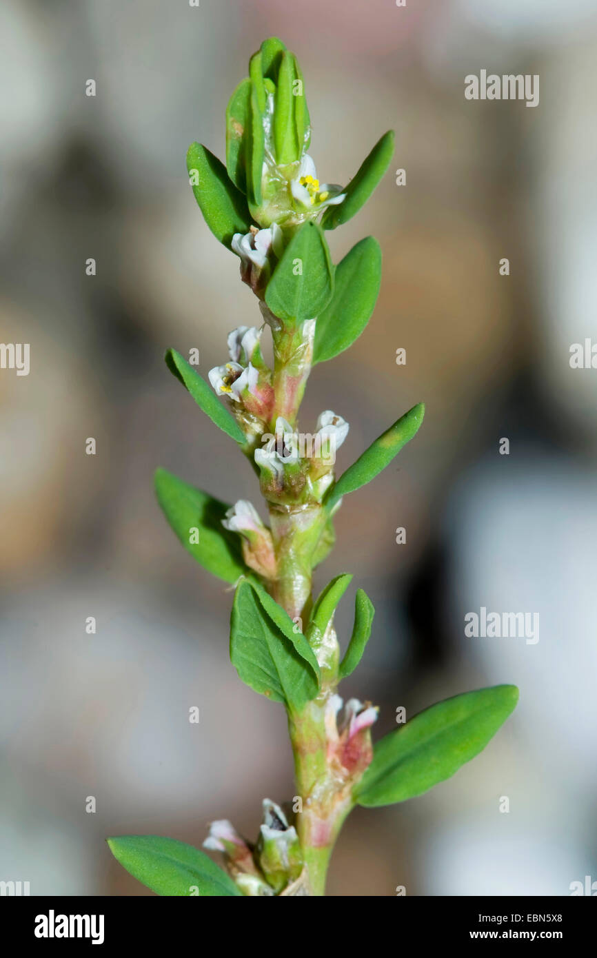 Small-leaved knotgrass, Oval-leaf knotweed (Polygonum arenastrum, Polygonum aviculare ssp. arenastrum), blooming, Germany Stock Photo