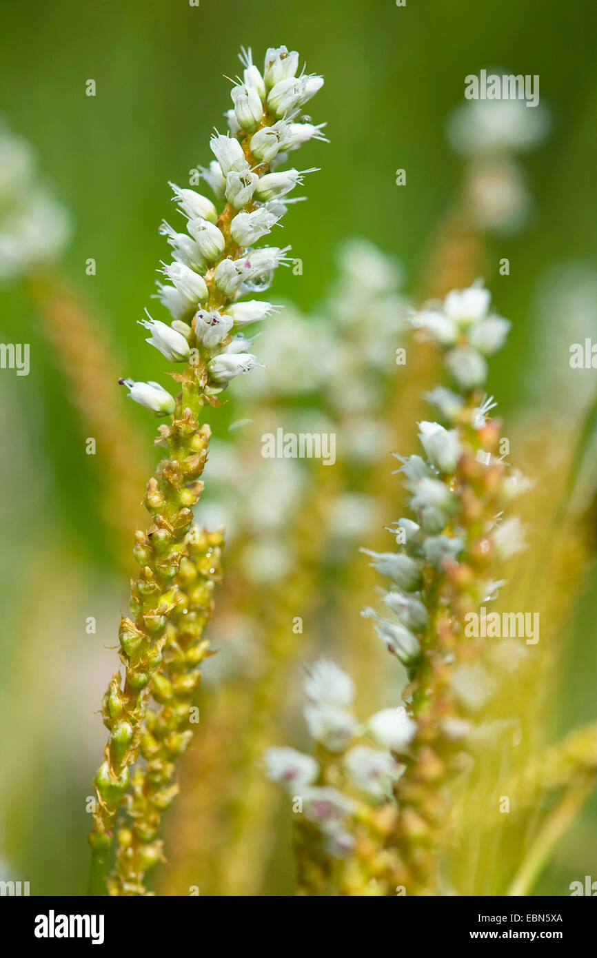 alpine knotweed, viviparous knotweed (Polygonum viviparum, Bistorta vivipara, Persicaria vivipara), inflorescences, Germany Stock Photo