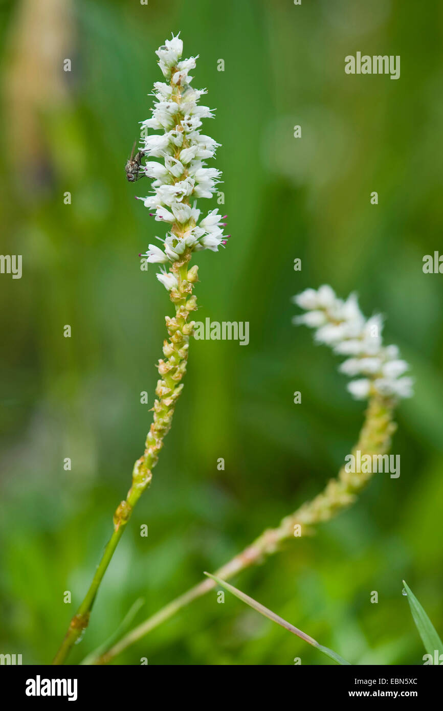 alpine knotweed, viviparous knotweed (Polygonum viviparum, Bistorta vivipara, Persicaria vivipara), inflorescences, Germany Stock Photo