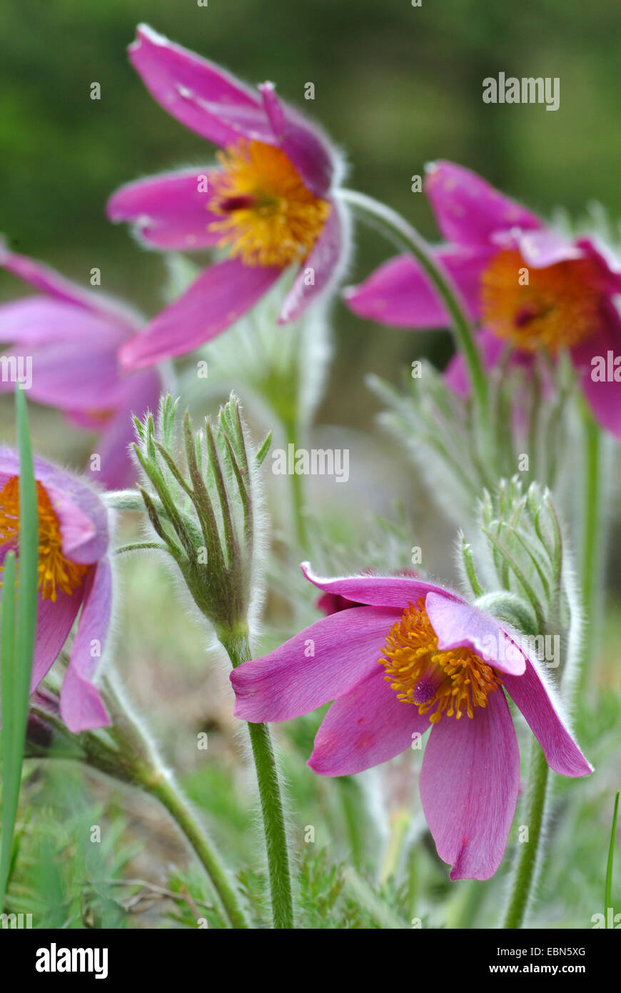 Mongolian pasque flower (Pulsatilla ambigua), flowers Stock Photo