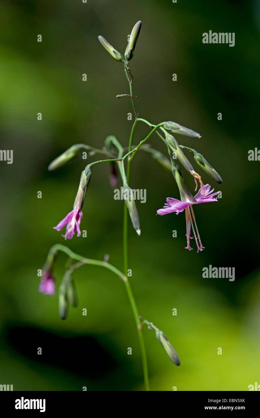 Purple lettuce (Prenanthes purpurea), blooming, Germany, Bavaria, Allgaeu Stock Photo