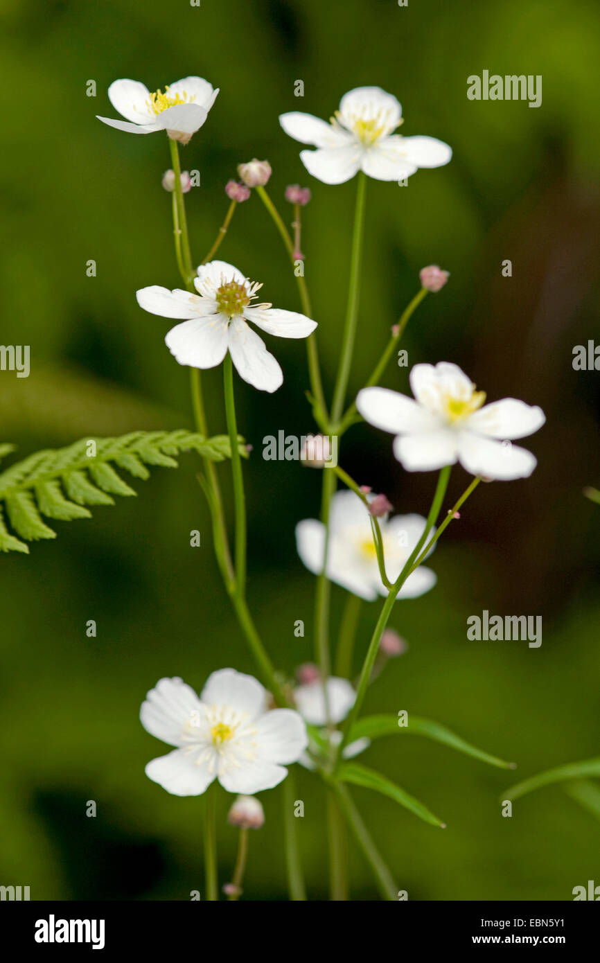 Batchelor's Buttons (Ranunculus aconitifolius), blooming, Switzerland Stock Photo