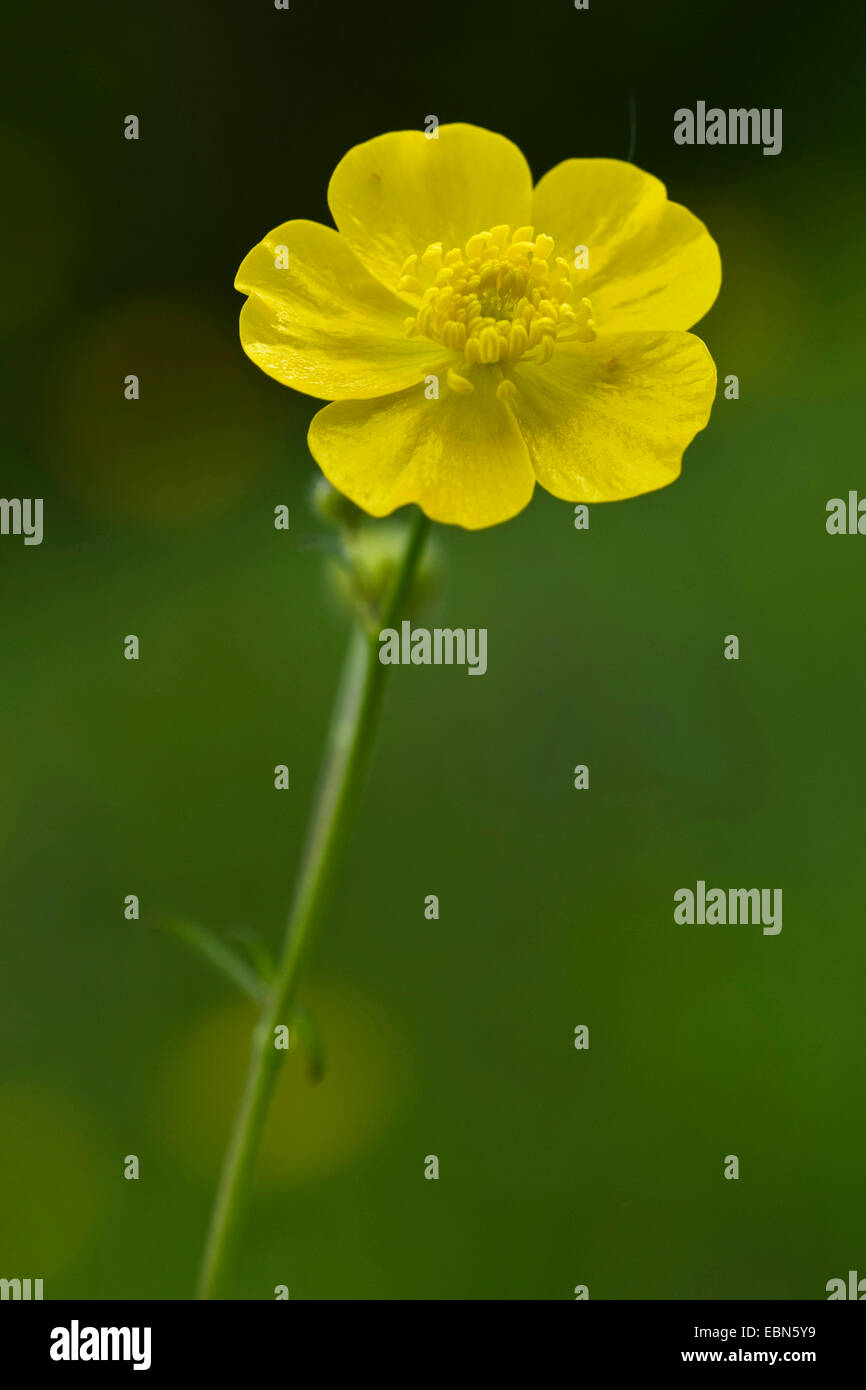 tall buttercup, upright meadow crowfoot (Ranunculus acris), blooming, Germany Stock Photo