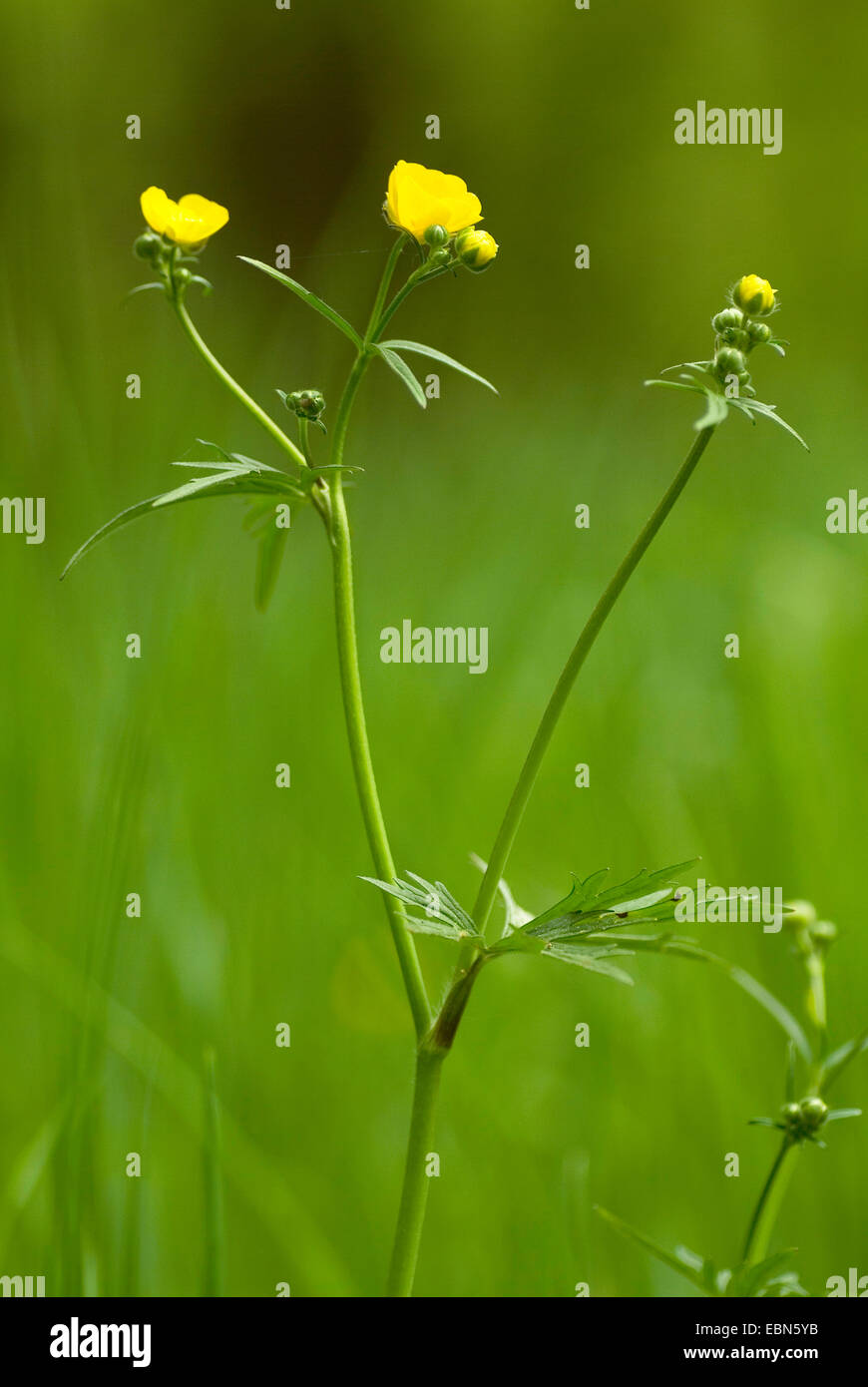 tall buttercup, upright meadow crowfoot (Ranunculus acris), blooming, Germany Stock Photo