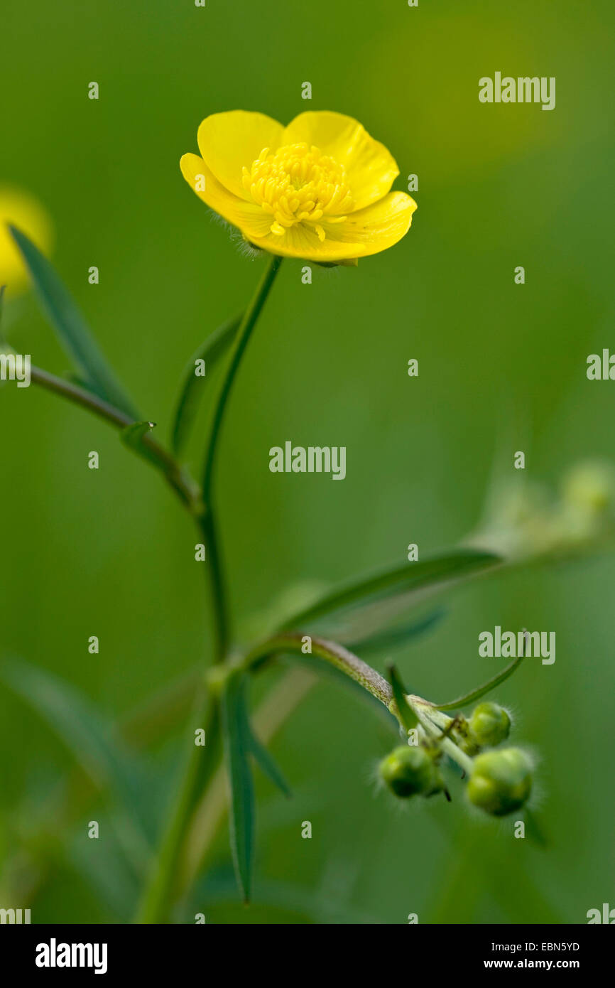 tall buttercup, upright meadow crowfoot (Ranunculus acris), blooming, Germany Stock Photo