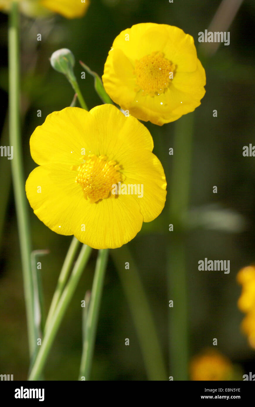 Grass-leaved buttercup (Ranunculus gramineus), flowers, Germany Stock Photo