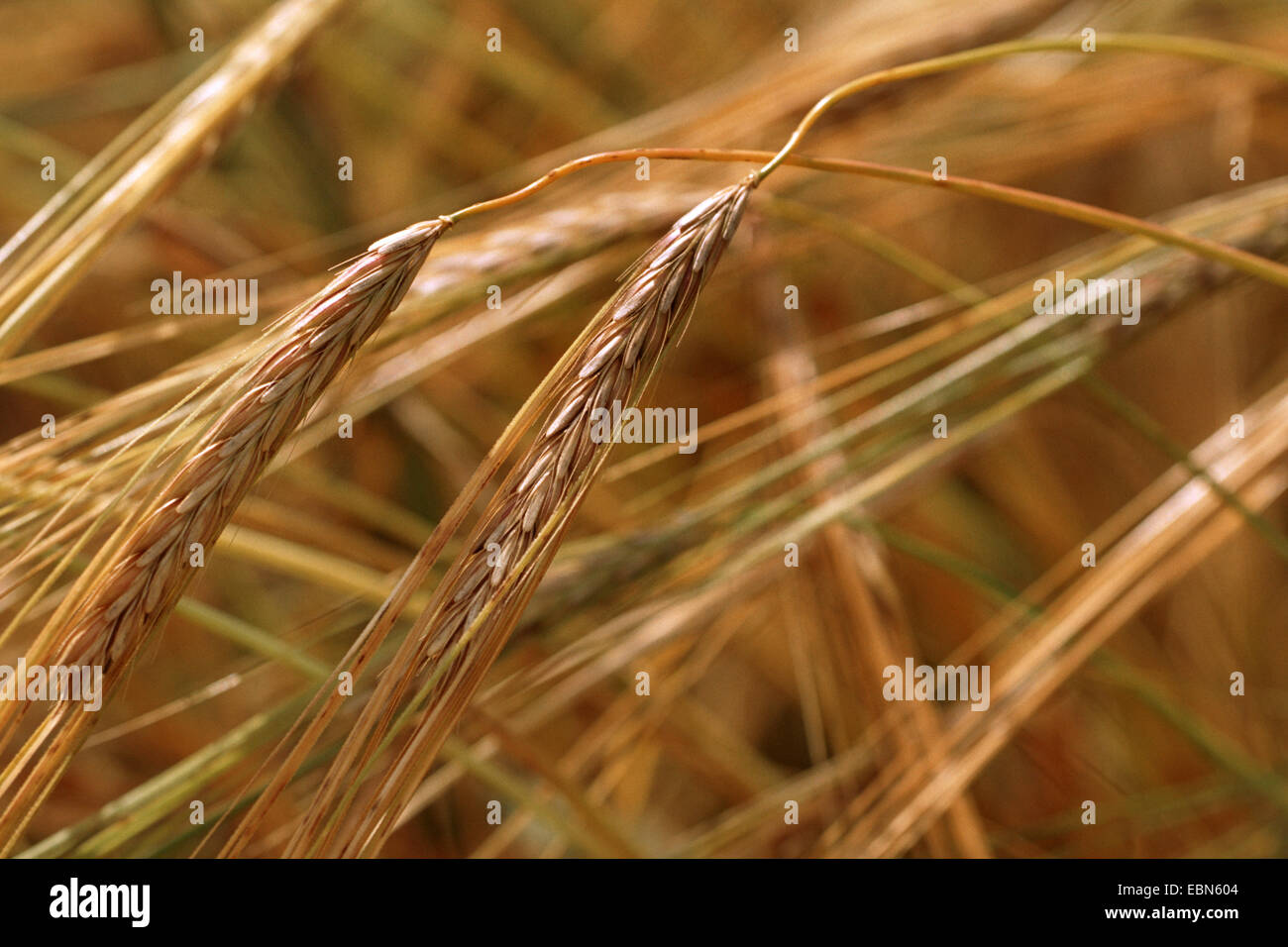 Wild Barley (Hordeum spontaneum), spikes Stock Photo