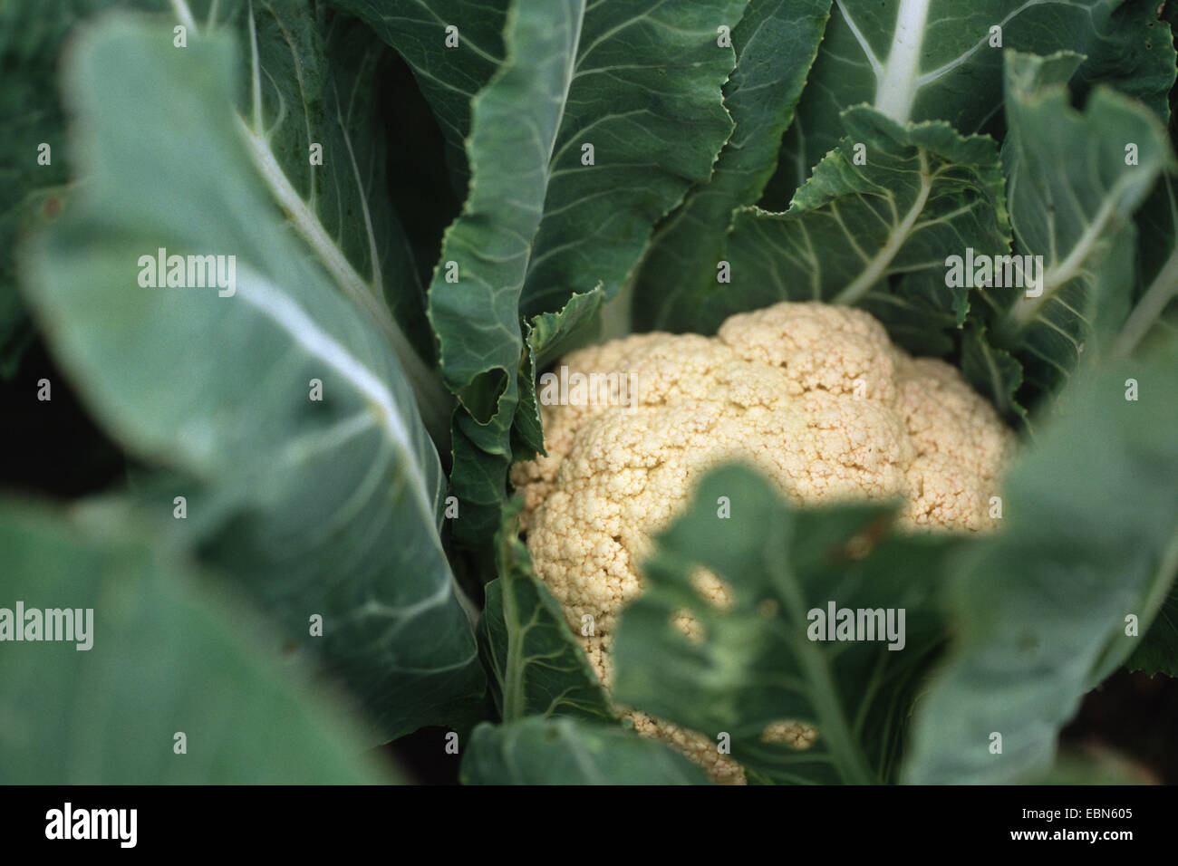cauliflower (Brassica oleracea var. botrytis), in a field Stock Photo