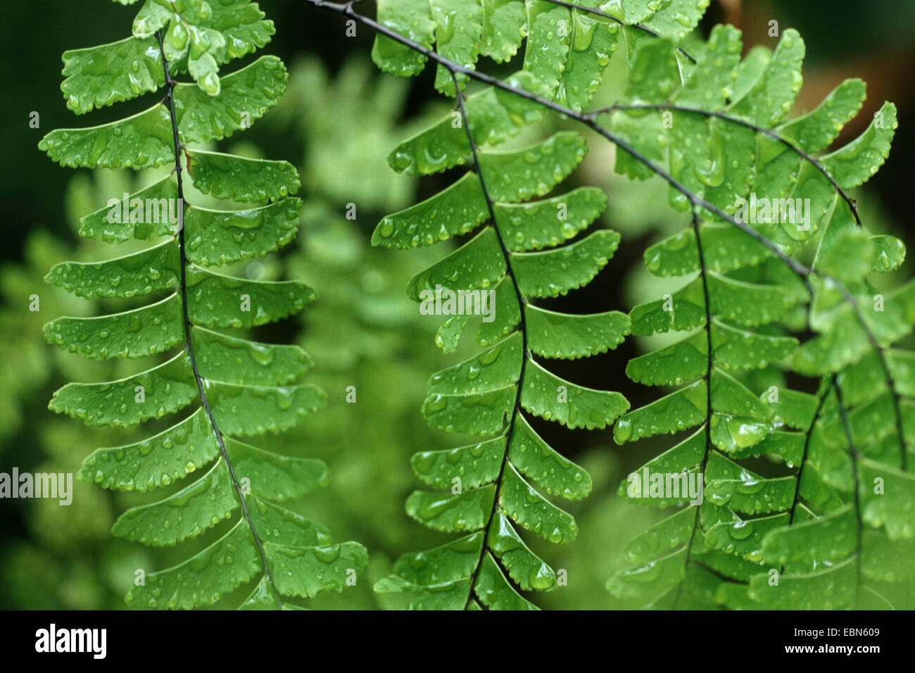 Adiantum polyphyllum (Adiantum polyphyllum), leaves Stock Photo
