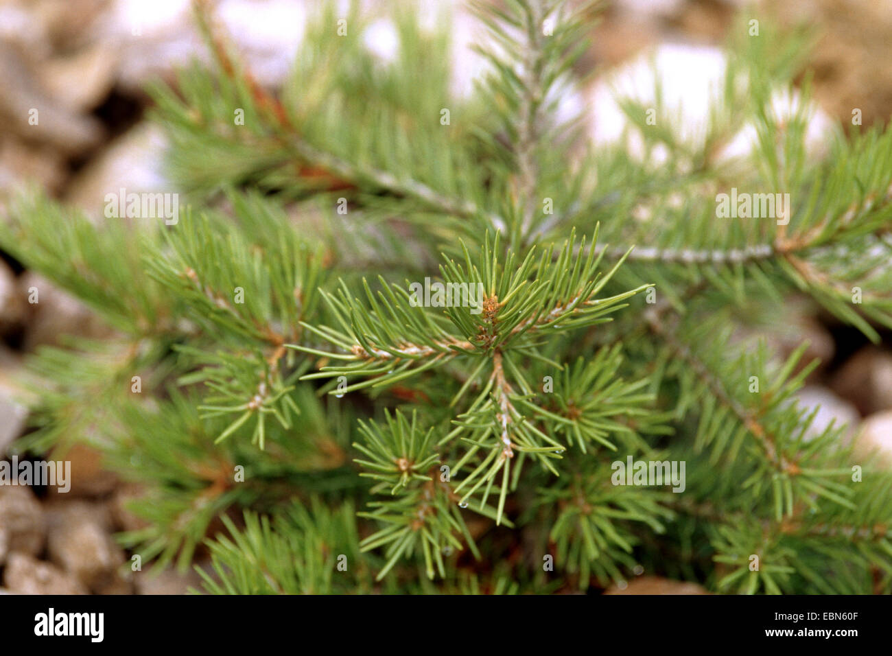 Pinyon Pine (Pinus edulis), branch, USA Stock Photo