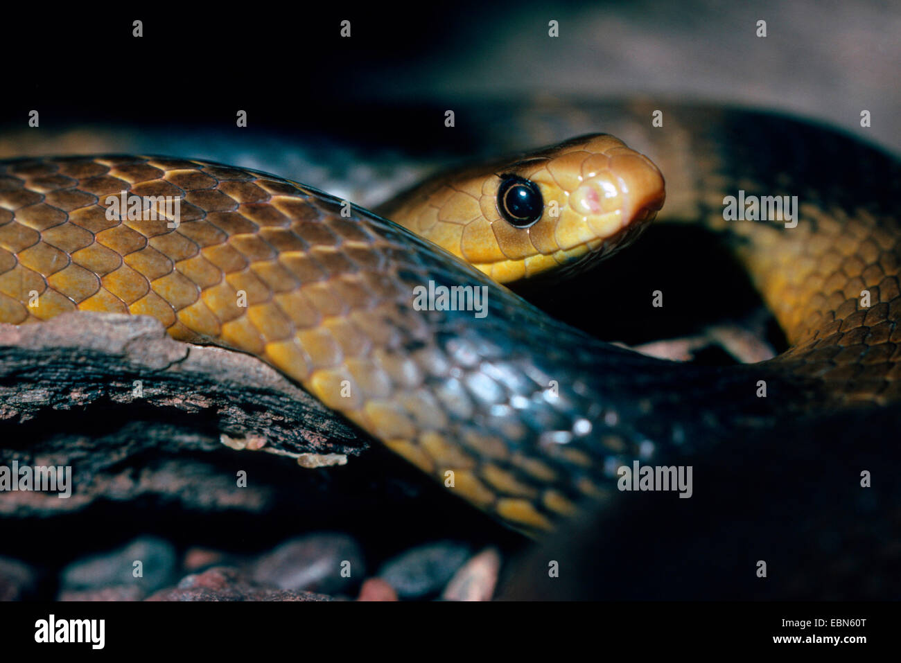 western brown snake (Pseudonaja nuchalis), venomous australian snake, Australia Stock Photo