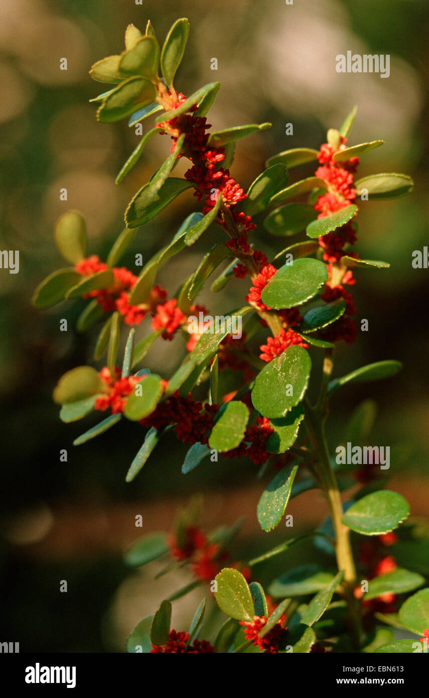 Vaccinium cylindraceum (Vaccinium cylindraceum), endmic to Azores, Portugal, Azores Stock Photo