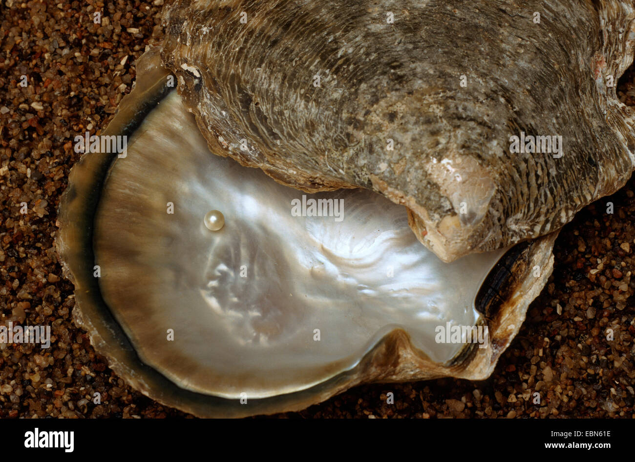 Pacific pearl-oyster, black-lipped pearl oyster, black-lip pearl oyster (Pinctada margaritifera, Pteria margaritifera, Meleangrina margaritifera), shell with pearl Stock Photo