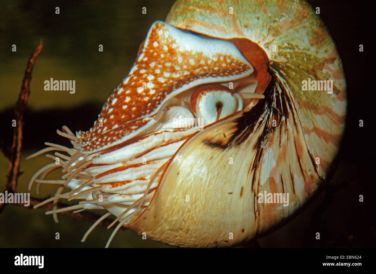 chambered nautilus, emperor nautilus (Nautilus pompilius), closeup of a swimming animal Stock Photo