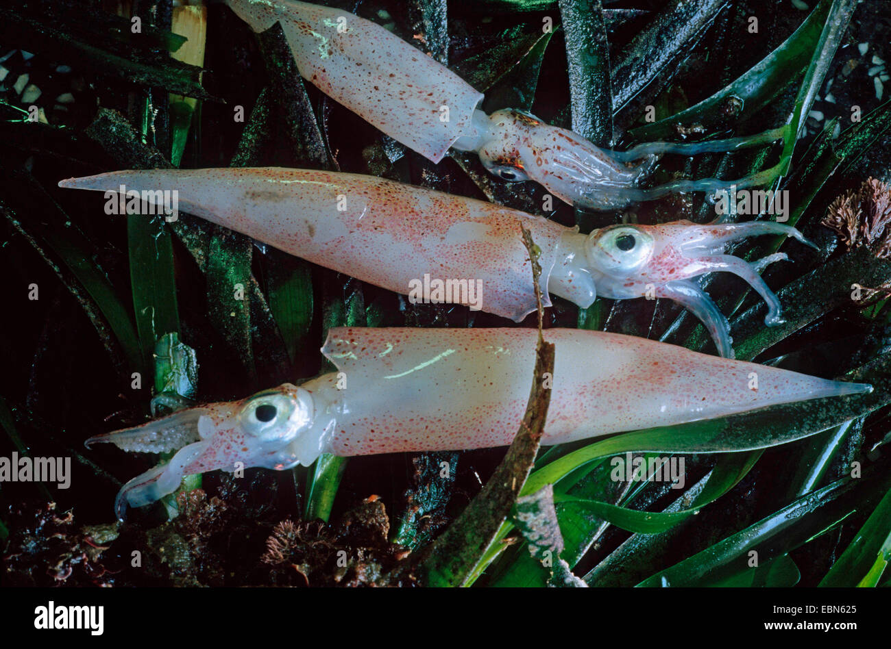 marbled little squid, midsize squid (Alloteuthis media), three animals among algae Stock Photo