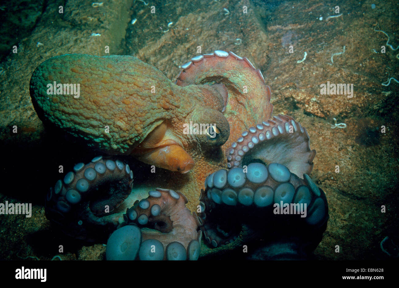 common octopus, common Atlantic octopus, common European octopus (Octopus vulgaris), on rocky sea ground Stock Photo