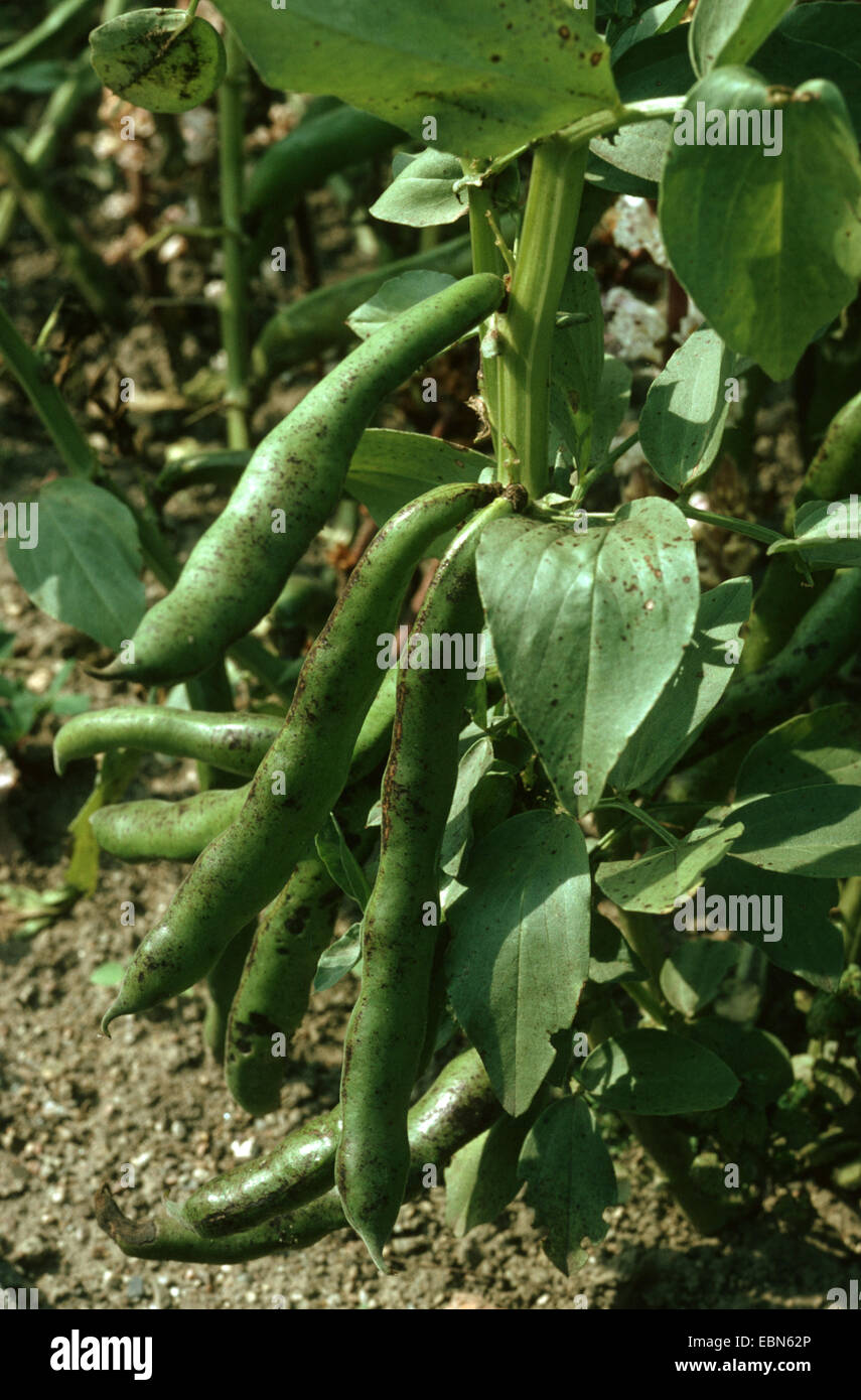 fava bean (Vicia faba), young fruits with damage by Colletotrichum lindemuthianum Stock Photo