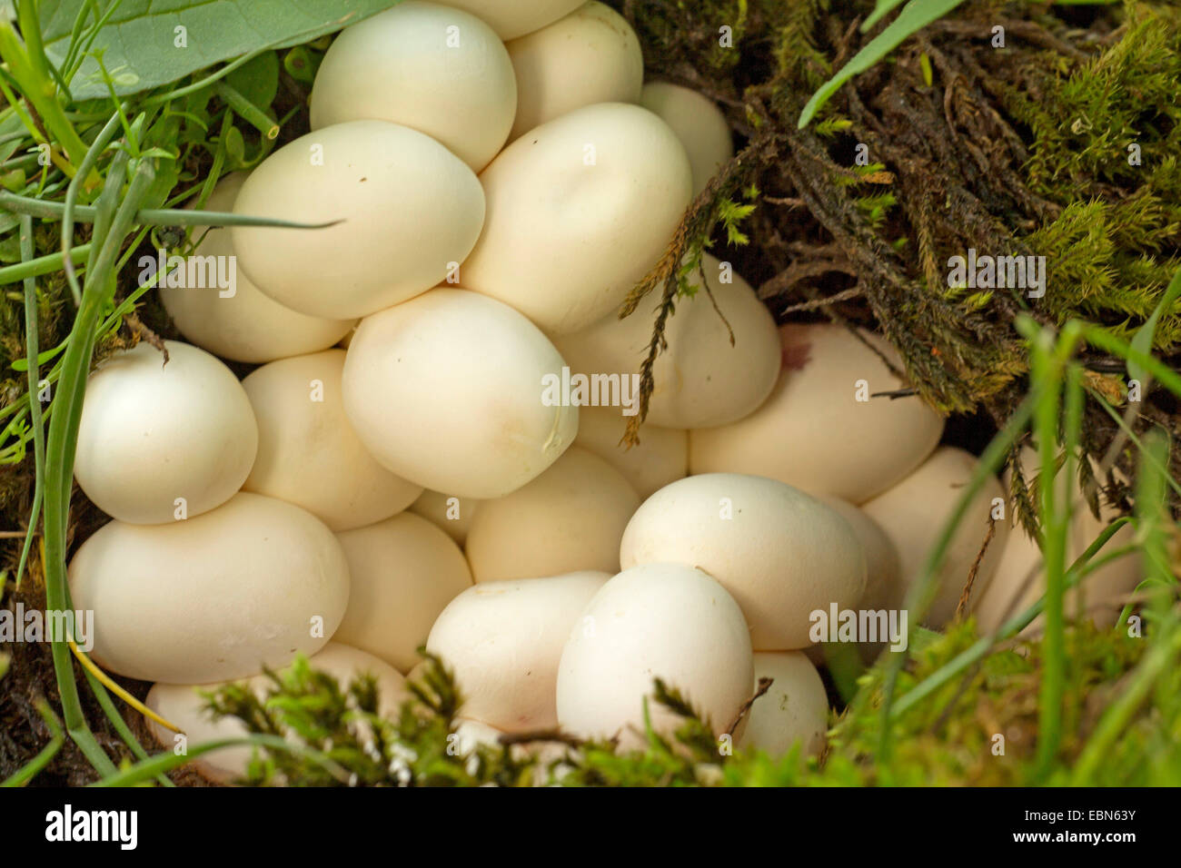 grass snake (Natrix natrix), eggs Stock Photo