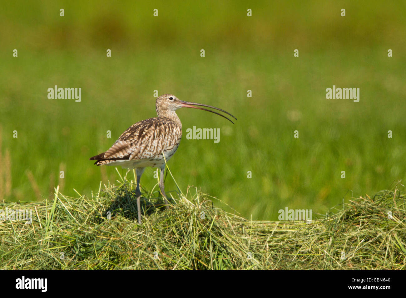 western curlew (Numenius arquata), on hay, calling, Germany, Bavaria, Isental Stock Photo