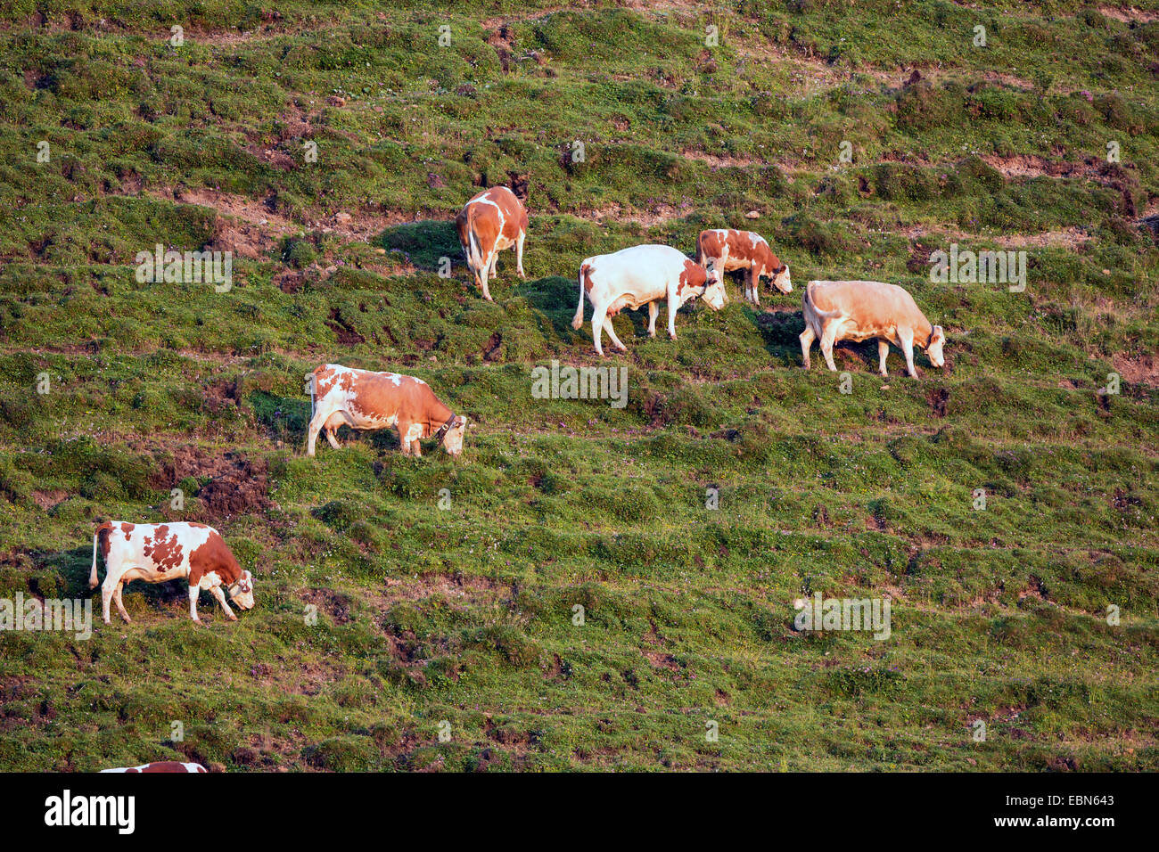 domestic cattle (Bos primigenius f. taurus), on alpine pasture with severe damage, Austria, Kitzbuehel Stock Photo