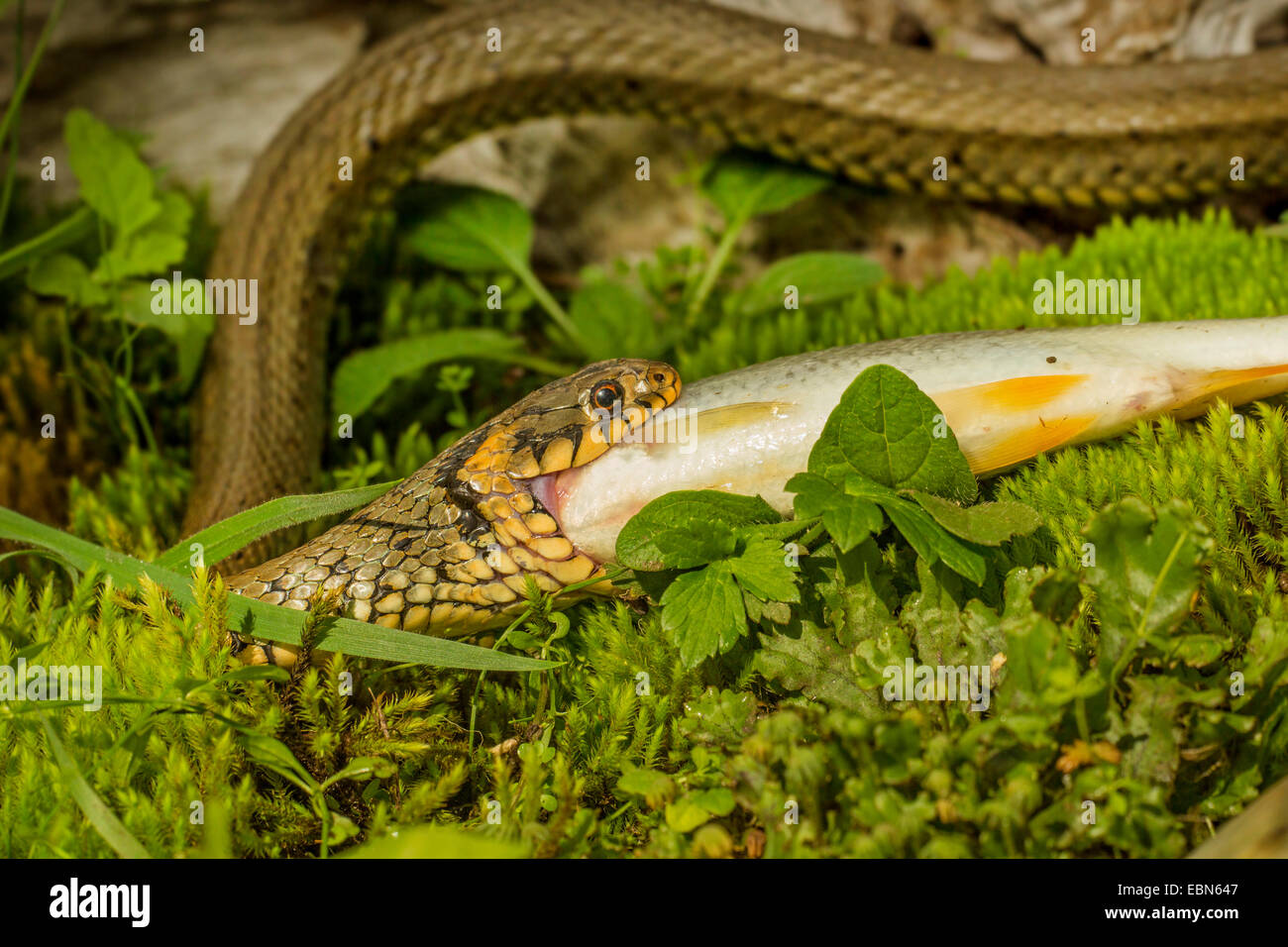 Hunting snake and cockroach essay 07 picture