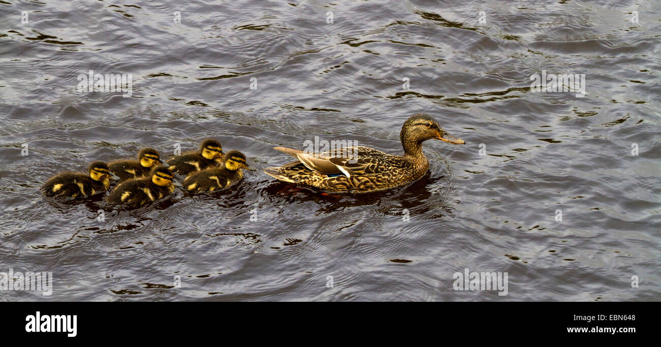 mallard (Anas platyrhynchos), female with chicks on a river, Ireland, Moy River Stock Photo