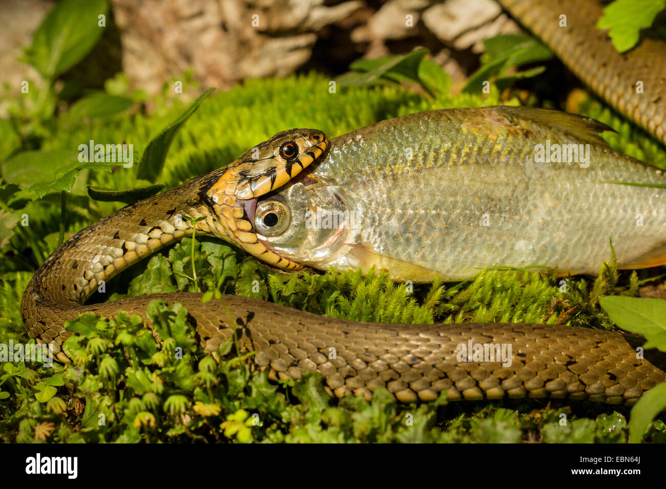 grass snake (Natrix natrix), female feeding on a comon roach, Germany, Bavaria Stock Photo