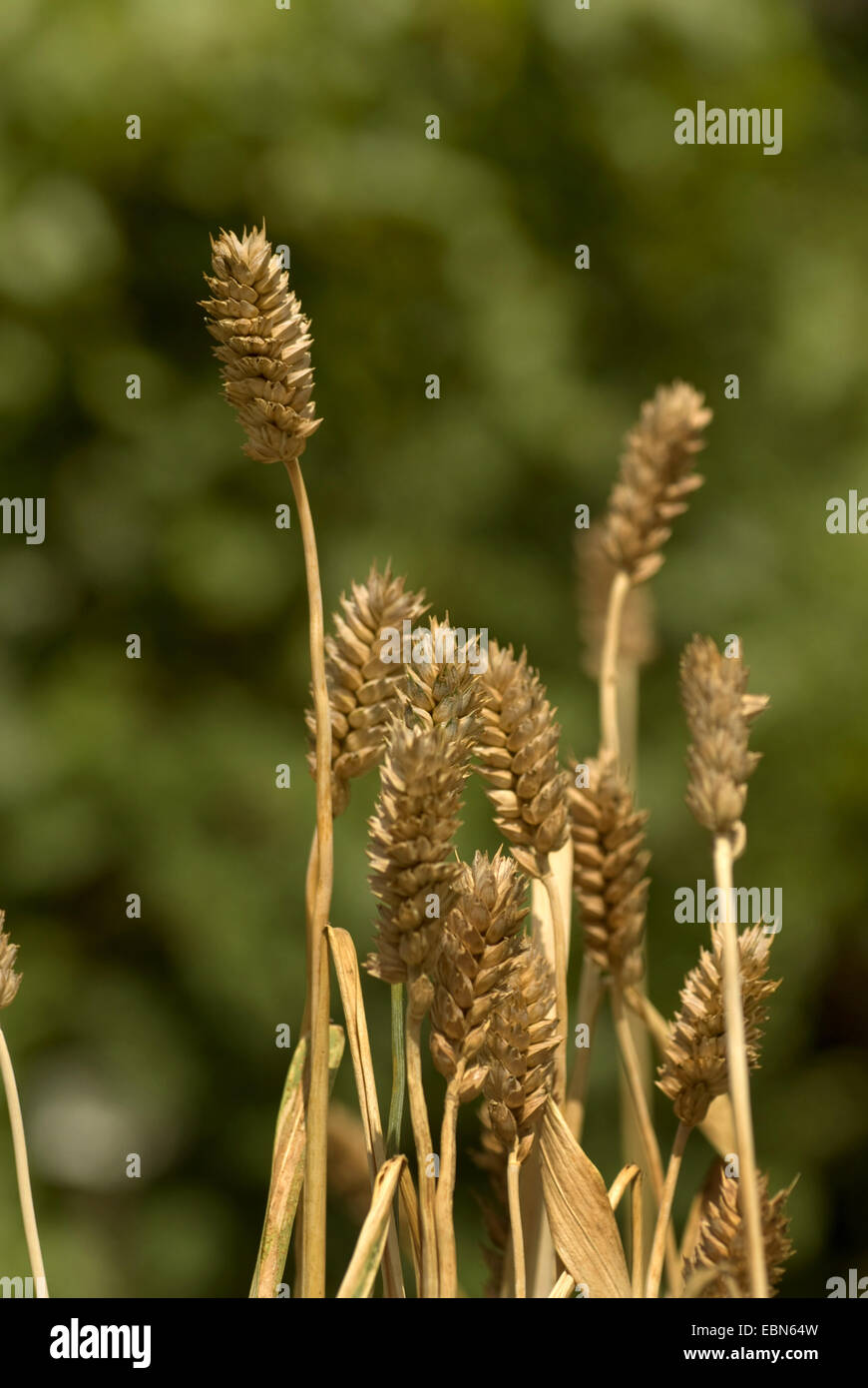 club wheat, wheat (Triticum aestivum ssp. compactum, Triticum compactum), spikes Stock Photo