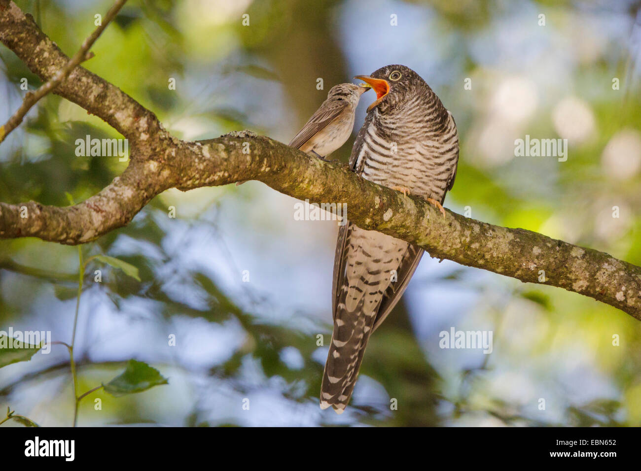 Eurasian cuckoo (Cuculus canorus), Spotted Flycatcher feeding young cuckoo , Germany, Bavaria Stock Photo