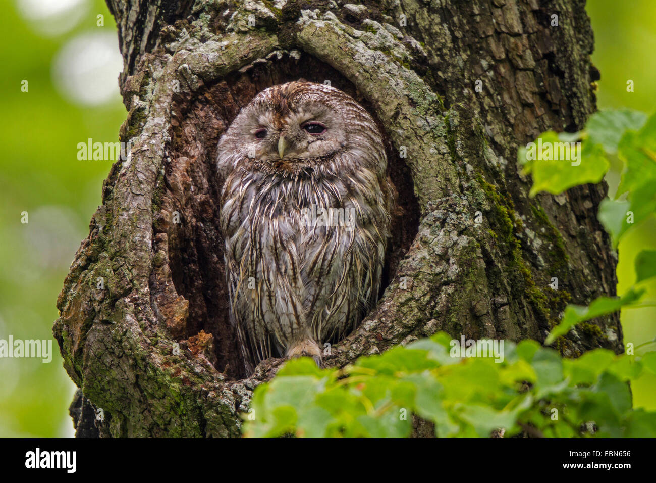 Close Up From The Front Hi res Stock Photography And Images Alamy