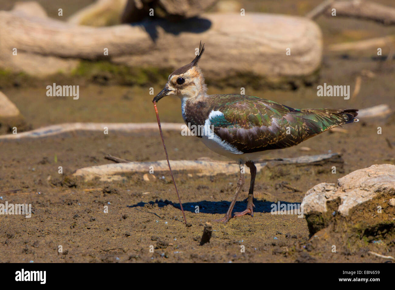 northern lapwing (Vanellus vanellus), pulling an worm out of the mud, Germany, Bavaria, Lake Chiemsee Stock Photo