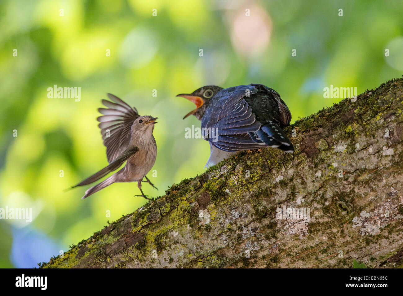 Eurasian cuckoo (Cuculus canorus), Spotted Flycatcher feeding young cuckoo, Germany, Bavaria Stock Photo