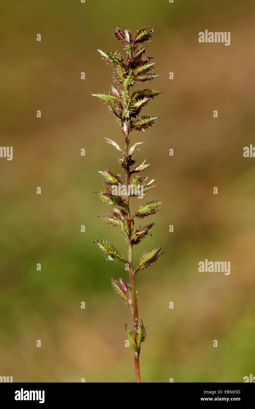 Stalked Burr Grass (Tragus racemosus, Cenchrus racemosus, Phalaris muricata), inflorescence Stock Photo