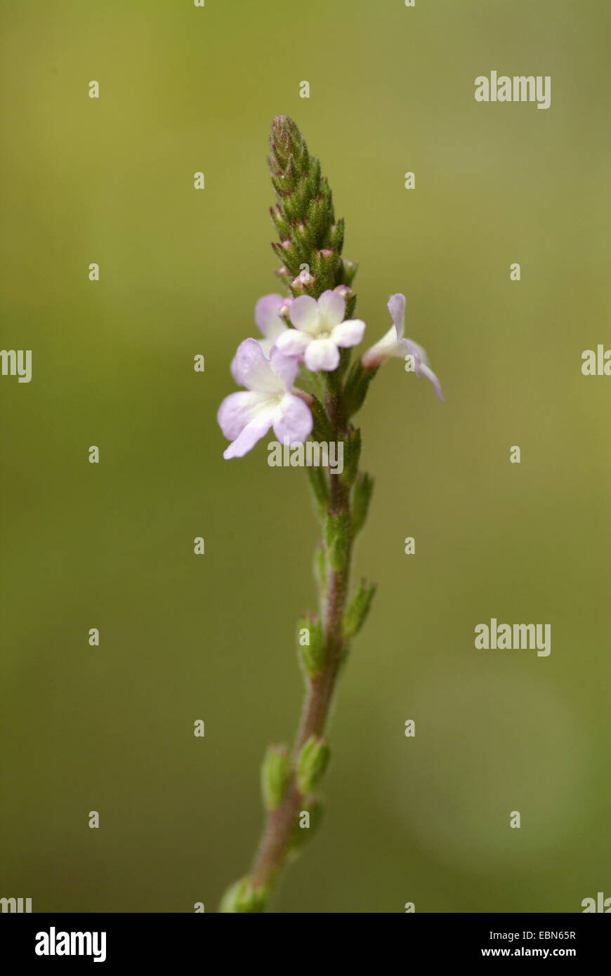 European vervain, Turkey Grass, Simpler's Joy (Verbena officinalis), inflorescence, Germany Stock Photo