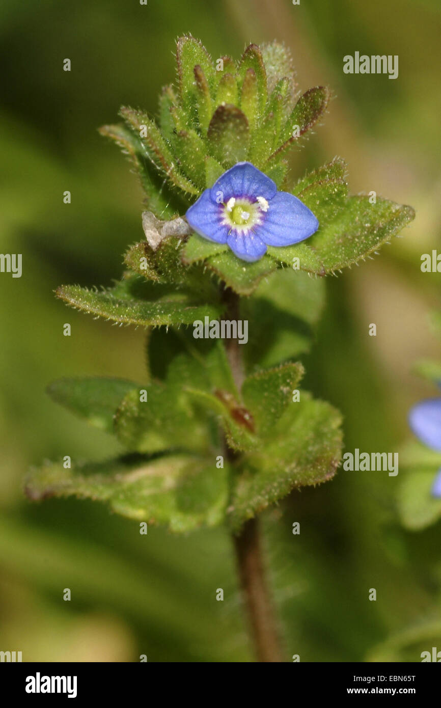 common speedwell, corn speedwell, wall speedwell (Veronica arvensis), blooming, Germany Stock Photo