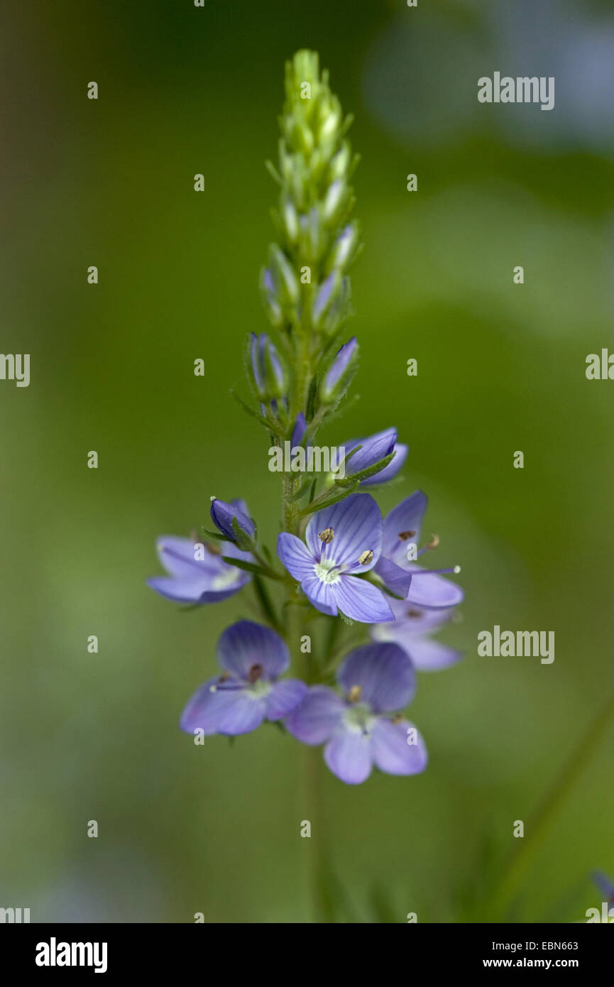 Large speedwell, Broad-leaf speedwell, Jacquin's speedwell (Veronica austriaca subsp jacquinii), inflorescence, Austria Stock Photo