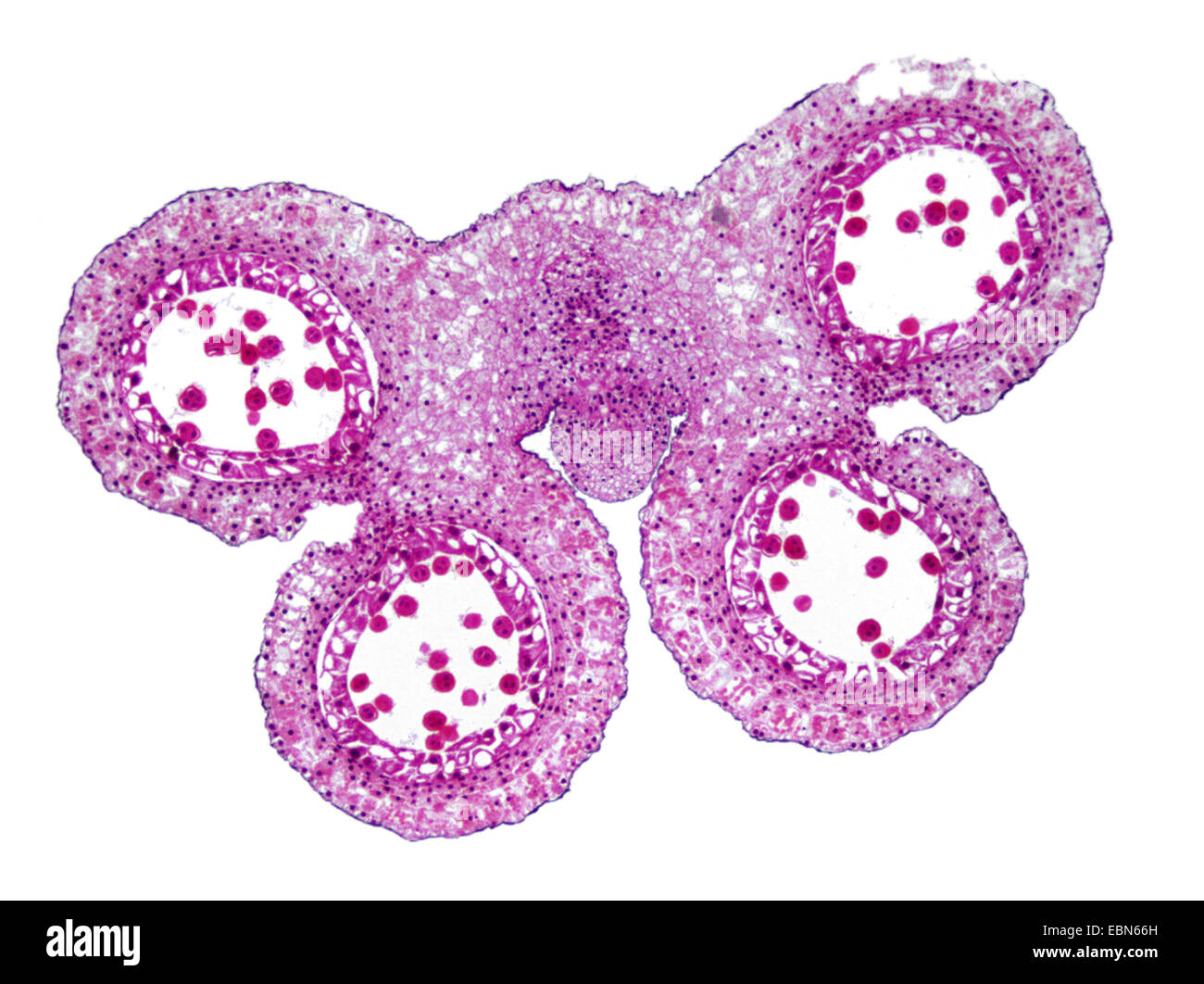 lily (Lilium spec.), cross section of the stamen of an lily, 40 x Stock Photo