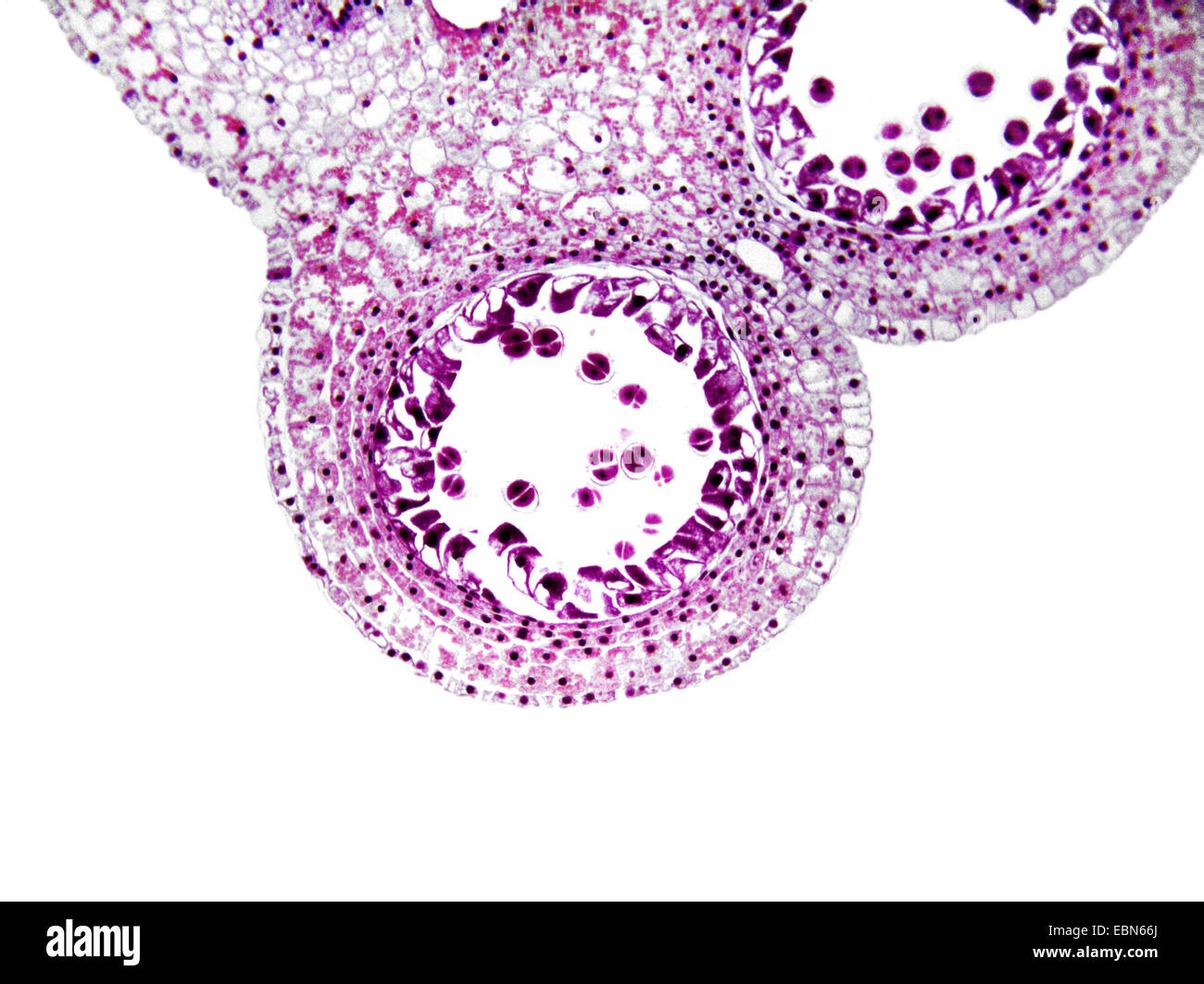lily (Lilium spec.), cross section of the stamen of an lily, 100 x Stock Photo