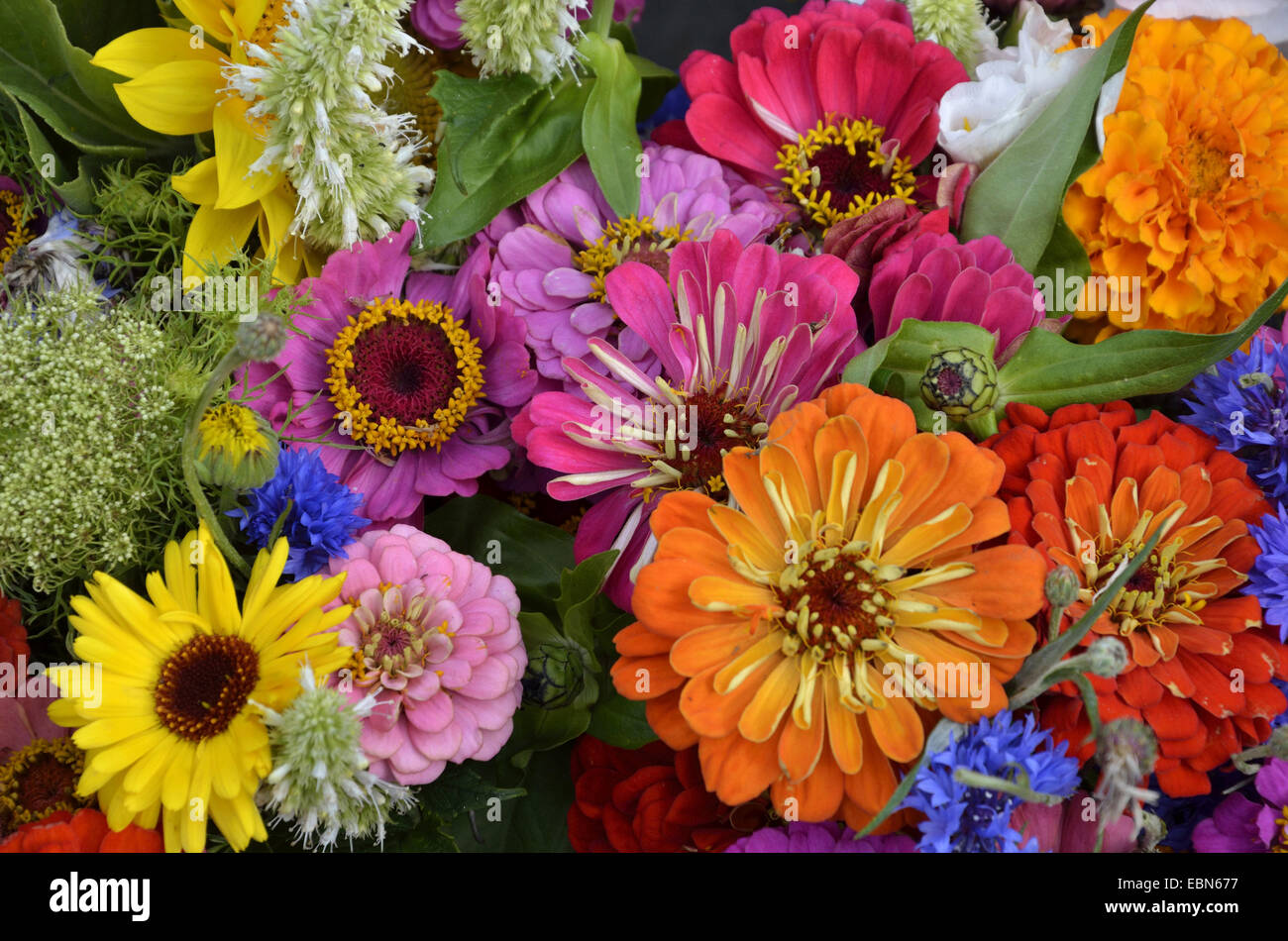 Colourful Bunch Of Flowers Hi-Res Stock Photography And Images - Alamy