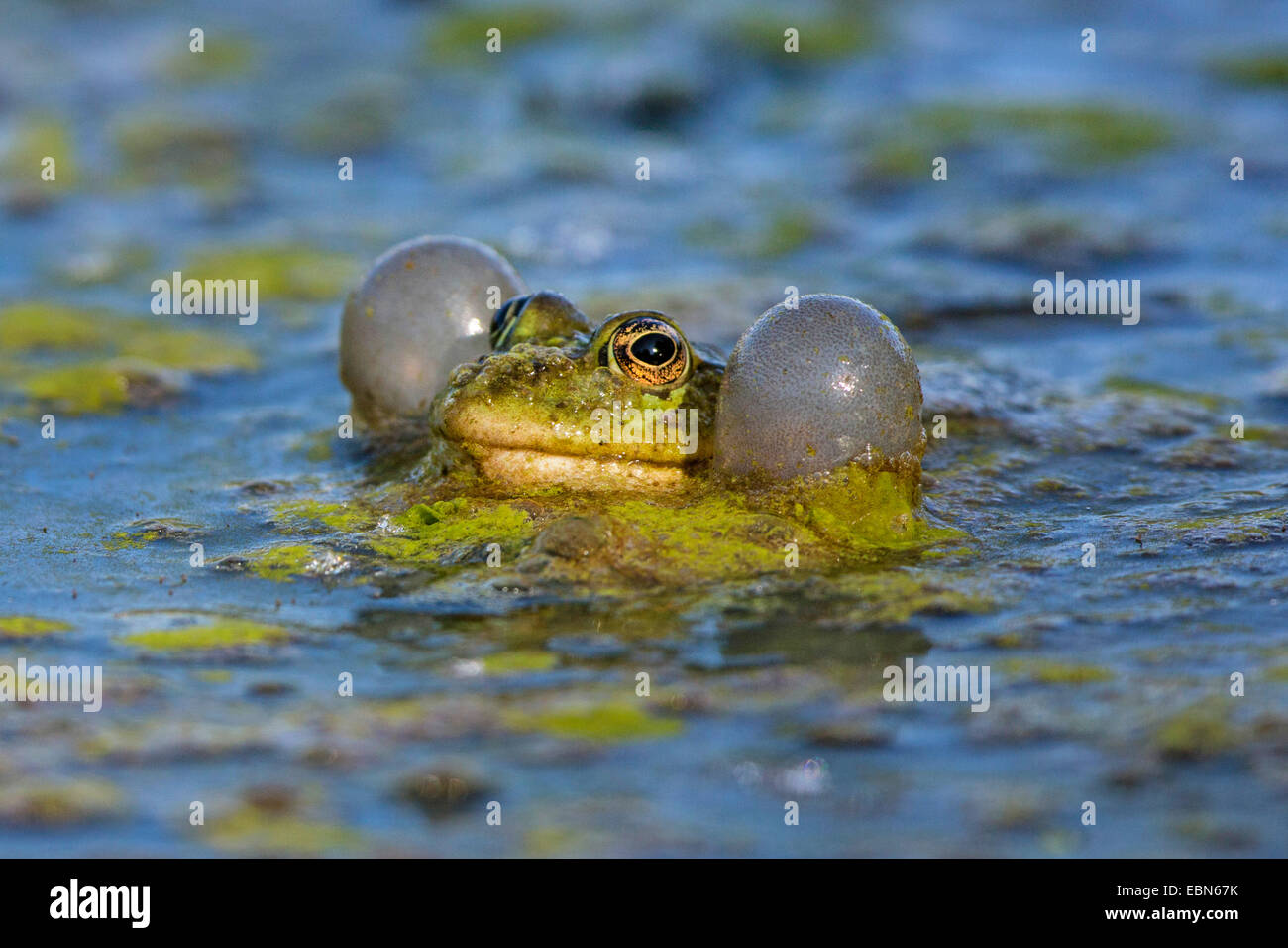 marsh frog, lake frog (Rana ridibunda, Pelophylax ridibundus), with large vocal sacks, calling, Germany, Bavaria Stock Photo