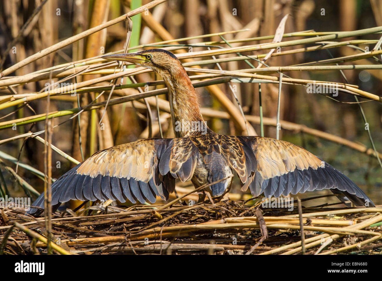 little bittern (Ixobrychus minutus), sunbathing with outstretched wings, Germany, Bavaria Stock Photo