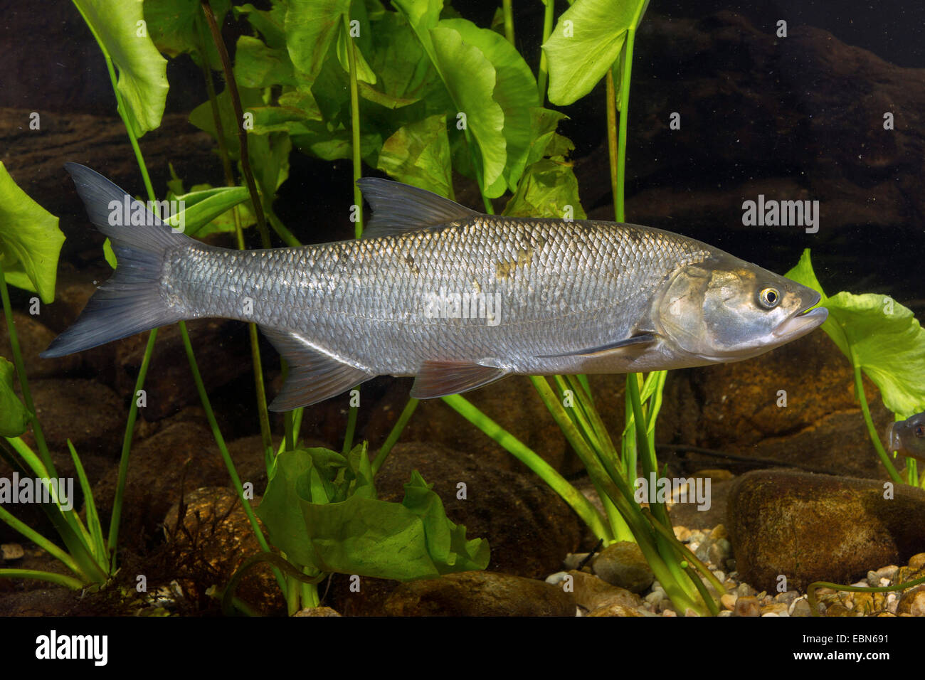 Asp aspius aspius hi-res stock photography and images - Alamy