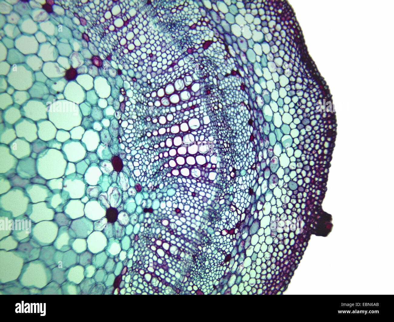 cotton (Gossypium spec.), cross section of a stem of a cotton plant, 100 x, detail of xylem, phloem and cambium Stock Photo