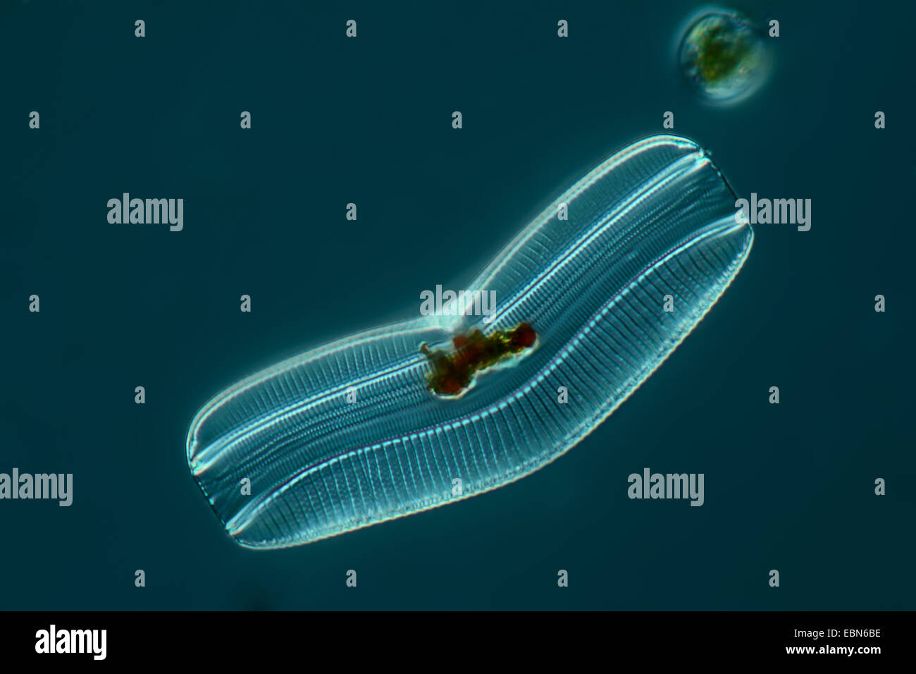 diatom in differential interference contrast Stock Photo